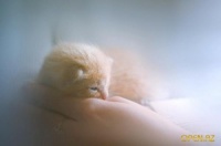 ��������.