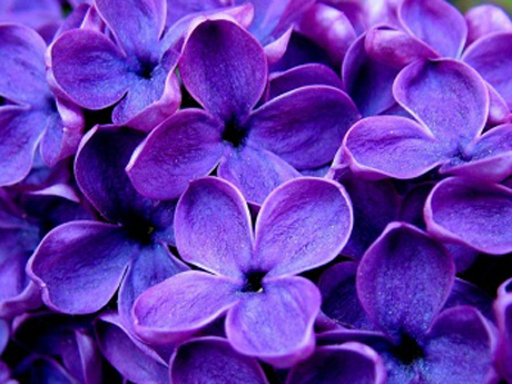 Фиолетовый-цвет.jpg